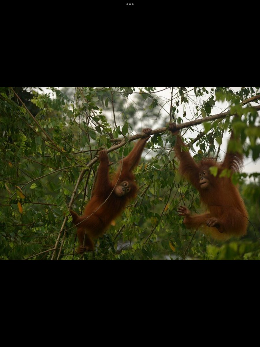 SalesOko's tweet photo. It’s so lovely to hear our adopted orangutans Asto &amp;Asih are doing well and enjoying playing at jungle school 🦧🦧

#oko #okotyresealant #tyresealant #paloilfree #theorangutanproject #orangutanadoption #saveourorangutan #okosalesltd https://t.co/HXzHuLDjZM