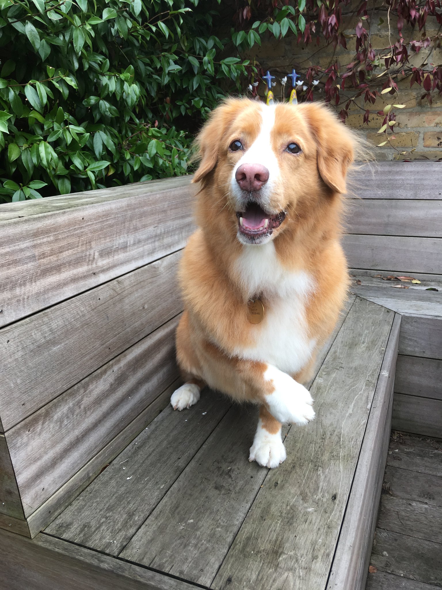 John O'Farrell on Twitter "We said goodbye to Tollie today after