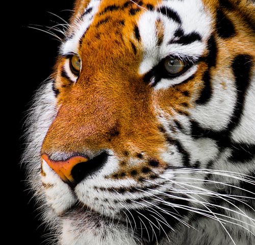 CoachTommyAtha's tweet photo. Wake up Tigers! It’s playoff time at the Lakeside! All Purple Everything as the Tigers take on Mt. Pisgah at Chris Hunter Stadium. Bagpipes blaring at 7:25 - Kickoff at 7:30! Be early and loud! #Round2 #TigerStrong https://t.co/mBx5tMMPNp