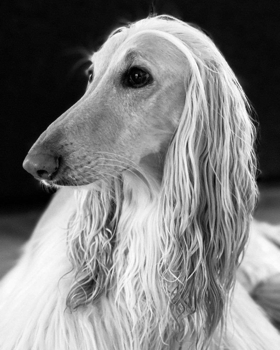 Legolas_the_Afghanhound tweet media