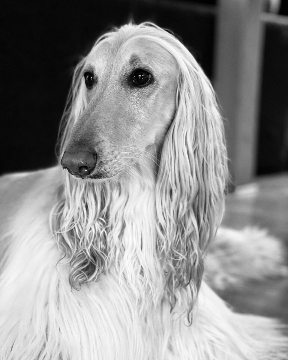 Legolas_the_Afghanhound tweet media