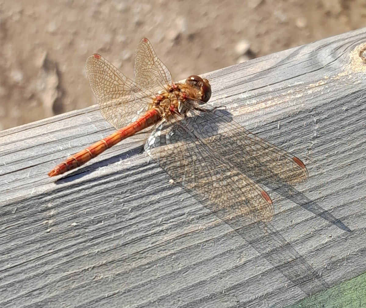 A gorgeous Common Darter enjoying a spot of Sunshine! Photo taken By our volunteer Diane.