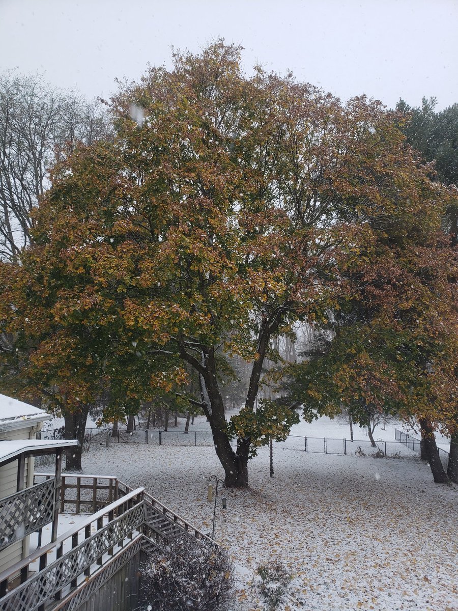 Snow and lingering maple leaves 🍁 ❄