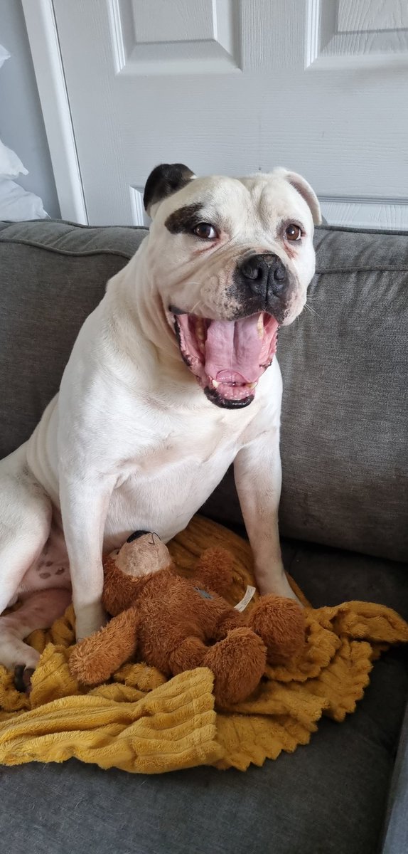 conor harrison (@manaboutdogs22) on Twitter photo 