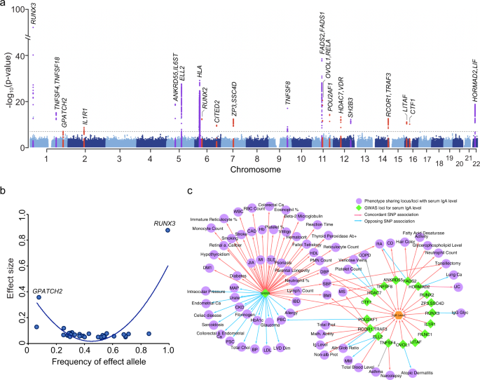 Researchers @kirylukk @sherryliu923 perform a genome-wide association study for serum IgA levels, an antibody blood protein involved in infectious disease resistance and inflammatory disorders go.nature.com/3Xf6Hjp