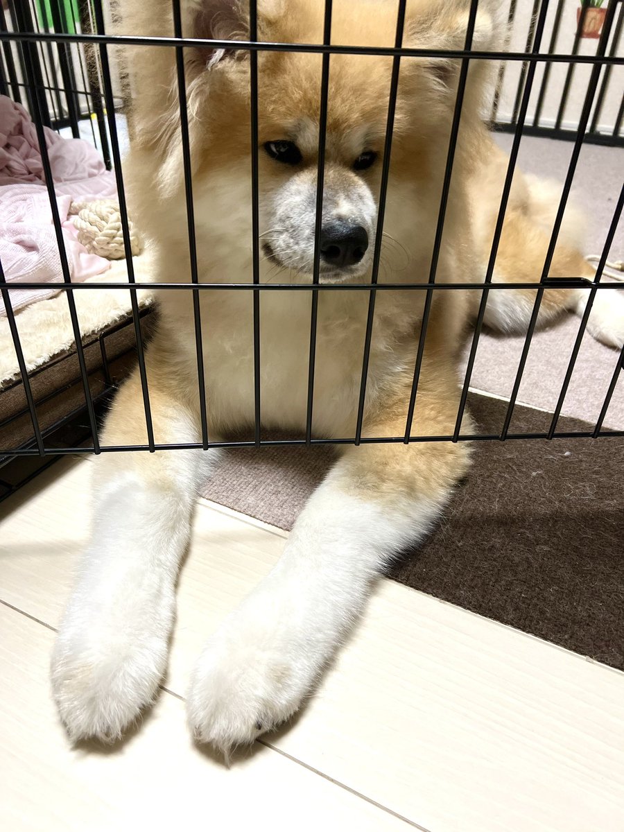 中に人入ってそうなポーズ
脚がしっかりしてて良い…🐕 #秋田犬 