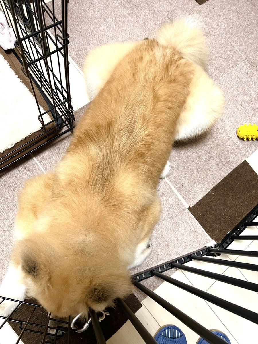 中に人入ってそうなポーズ
脚がしっかりしてて良い…🐕 #秋田犬 