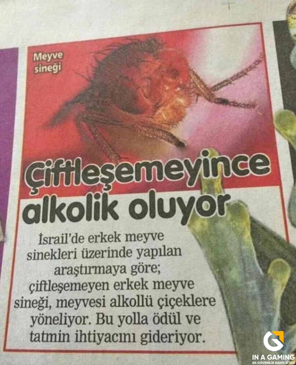 334-) Çiftleşemeyince alkolik olan sinek