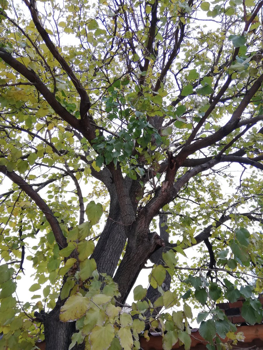 crocusancyrenss's tweet photo. Sararmışsın dut ağacı... https://t.co/YjkVUM3rdh