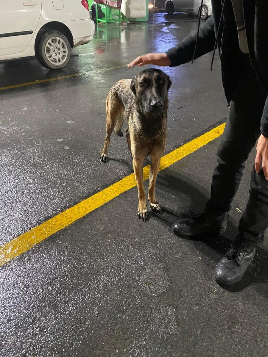 Desde ayer vagando está perrita en el área de las puentes , favor de compartir !!!