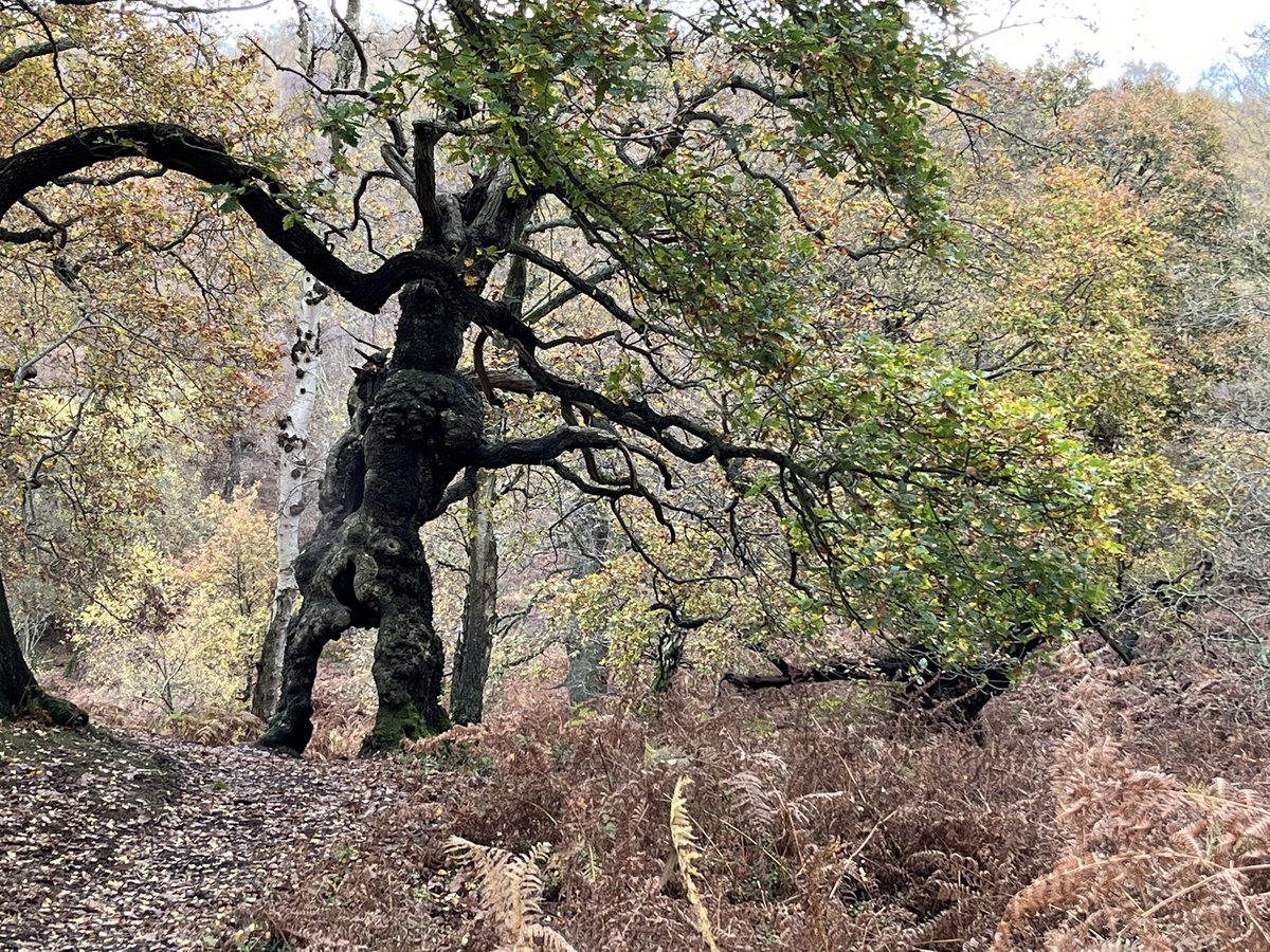 Saw Groot in the woods today.
