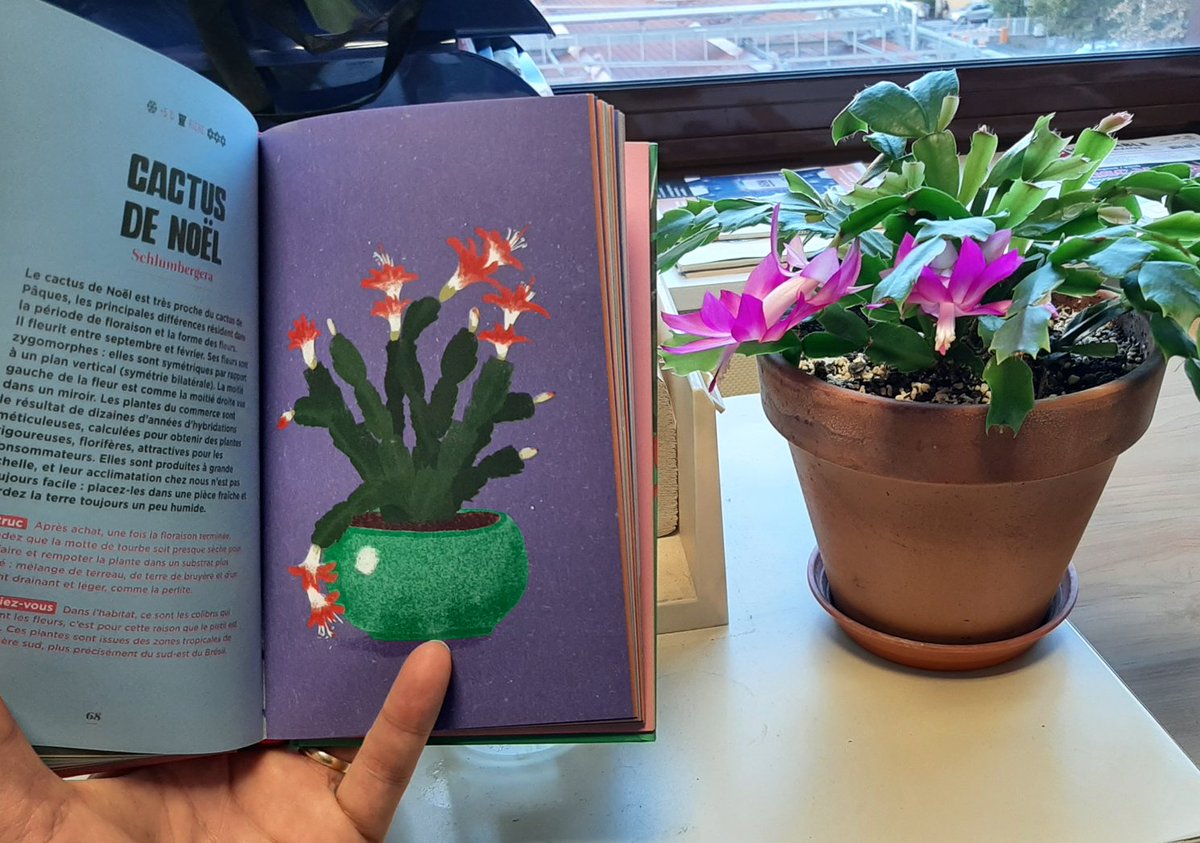 Cactus de Noël repéré "in situ"