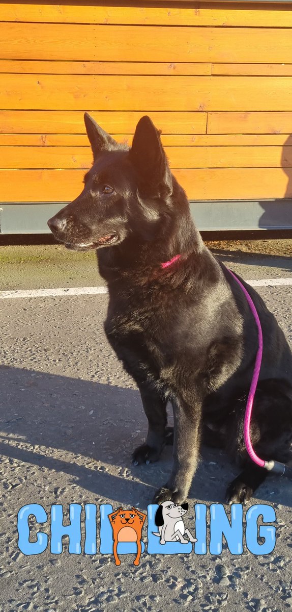 conor harrison (@manaboutdogs22) on Twitter photo 