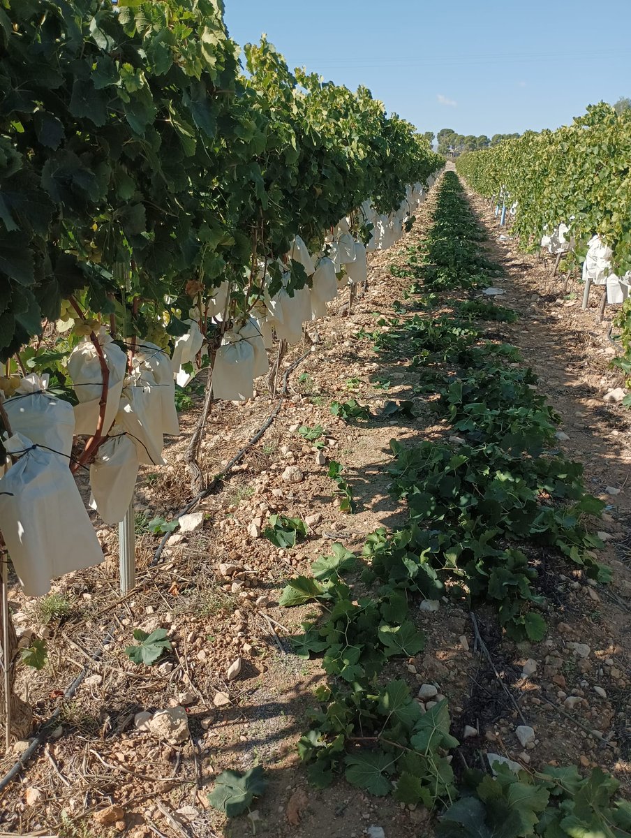 Campaña desastrosa uva de mesa #Vinalopó tanto en variedades tempranas como ahora en la Aledo. <a href="/UnioLlauradora/">La Unió Llauradora i Ramadera</a> lanza un SOS a los consumidores para que compren uva de mesa autóctona frente a la de otros países. Apostemos por los productos de proximidad
👇
cutt.ly/JMSBSa2