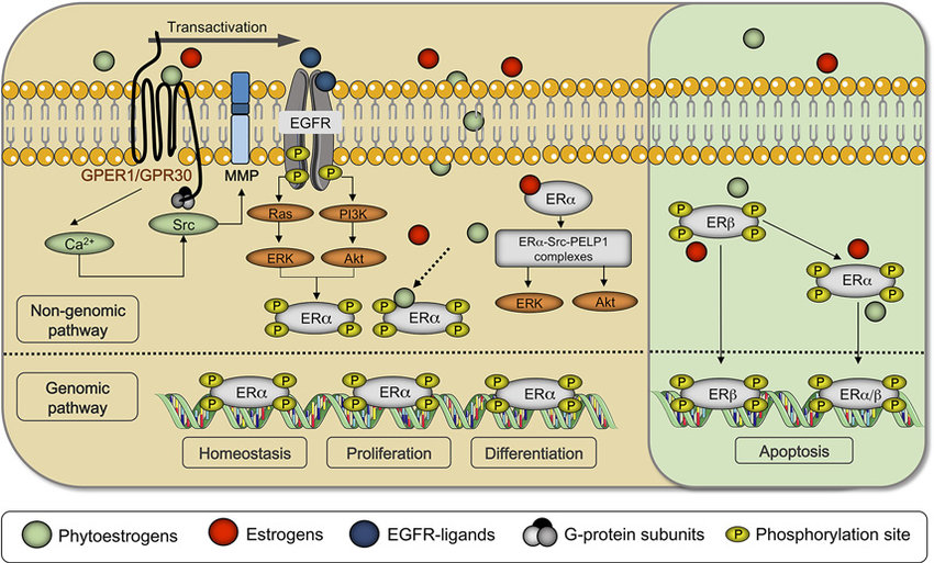 Phytoestrogens Are Very Common Nowadays But They Severly Damage Our phytoestrogens-are-very-common-nowadays-but-they-severly-damage-our
