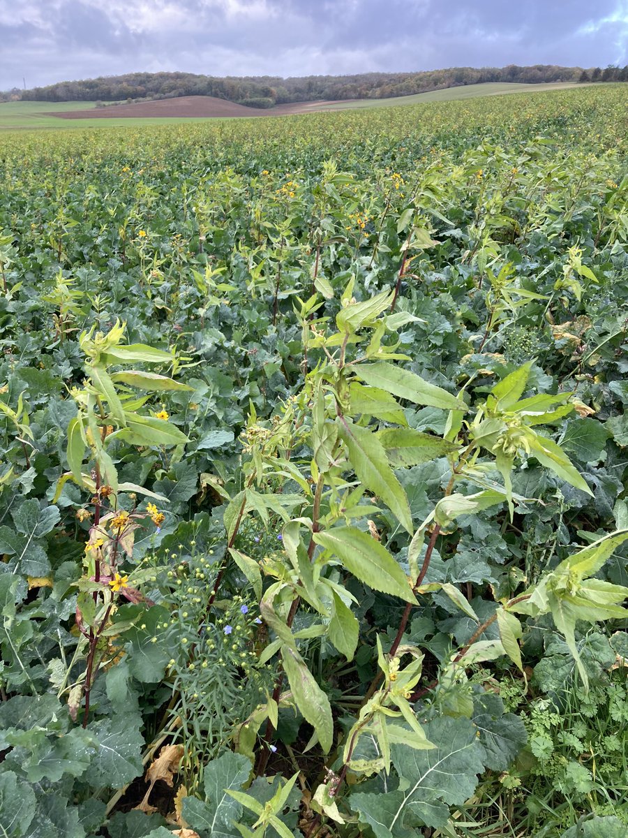 BONNIN1402's tweet photo. #ColzaAssocié à 3 plantes 100% gélives objectif IFT Herbi dicot = 0
#lin #sarrasin #nyger
Absence de gelée 🥶 par contre au 25.11! https://t.co/uEDF9Qg1zw