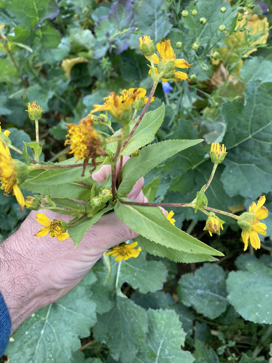 BONNIN1402's tweet photo. #ColzaAssocié à 3 plantes 100% gélives objectif IFT Herbi dicot = 0
#lin #sarrasin #nyger
Absence de gelée 🥶 par contre au 25.11! https://t.co/uEDF9Qg1zw