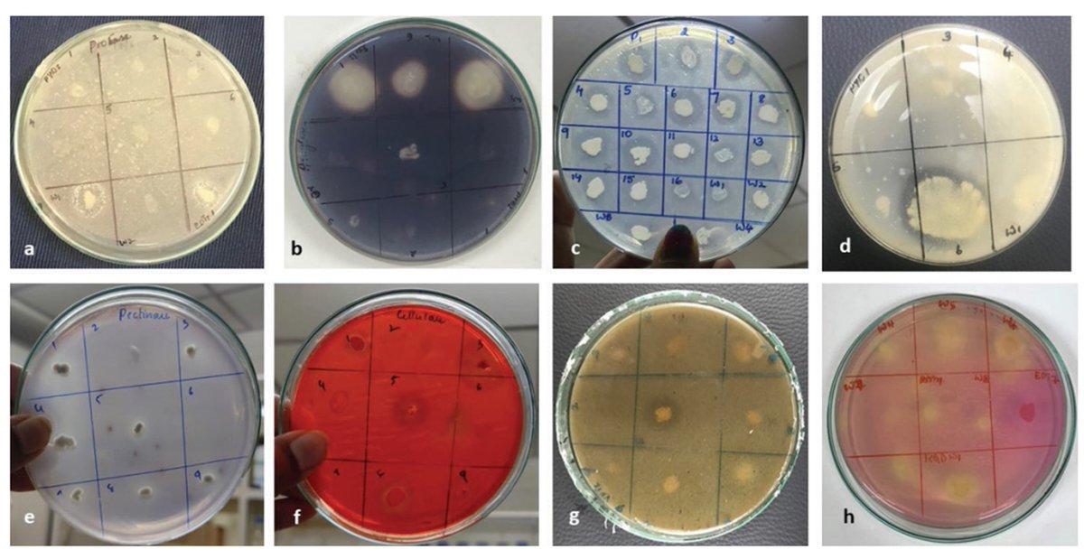 EurJBiol's tweet photo. 📢📢📢A paper published in the recent issue of European Journal of Biology “Yeast Diversity in the Mangrove Sediments of North Kerala, India”

Read more: 
https://t.co/9fYLg1RrFo

#eurjbiol #India #mangroves #yeast #Diversity https://t.co/r8IG2GA2Nb