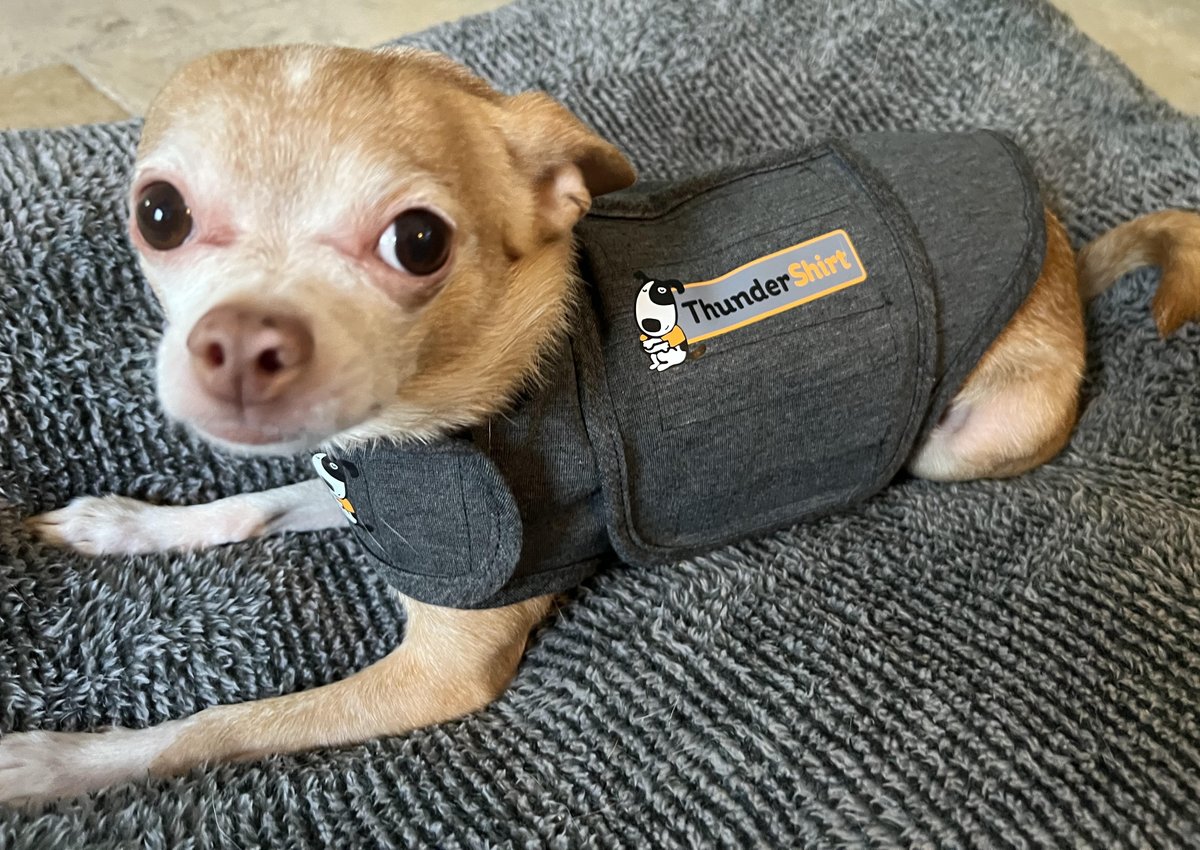 MarcoPatriotsHQ's tweet photo. Recently, @petsense of Marco Island donated a very generous amount of pet supplies to support our #DeltaProject to help keep fur-friends happy and safe during storms. Here's Rocco modeling one of the thunder shirts. Thank you Pet Sense!
#chihuahuaoftwitter #fridaymorning https://t.co/UhyHKoz7Co