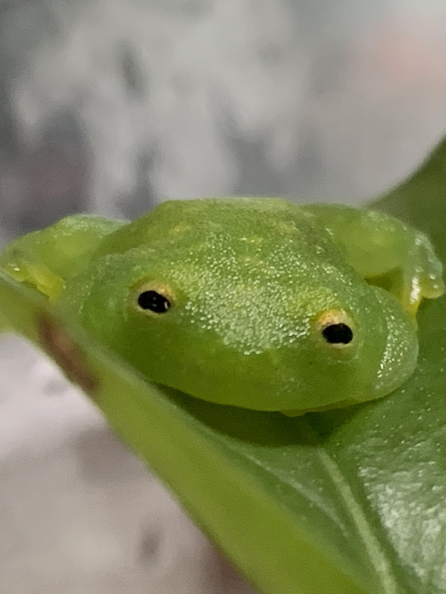 フライシュマンアマガエルモドキ ペア - www.alcaldiaeloyalfaro.gob.ec