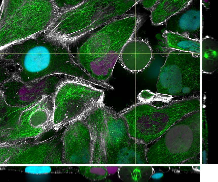 Photometrics's tweet image. It&apos;s #FluorescenceFriday again, this week we are featuring an image from the fantastic @fspasqualini taken using the #Kinetix #sCMOS, a @CrestOptics X-Light V3 and a @NikonInst Ti2! Full story to come; stay tuned, and have a great weekend!