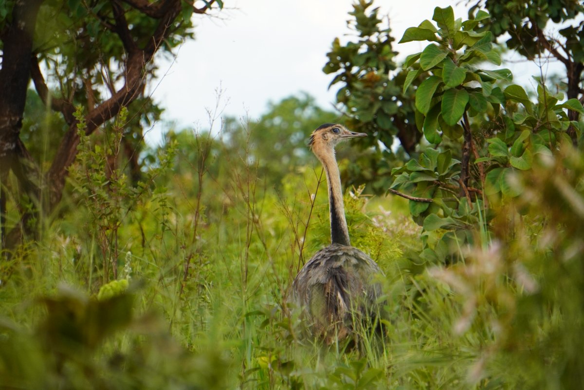 Brooke Williams (@brookewecology) on Twitter photo New perspective articleđ˘Global drivers of change across tropical savannah ecosystems and insights into their management and conservationđ˘ <a href="/RKRunting/">Rebecca Runting</a> <a href="/cyclonewatson/">James Watson</a> Hawthorne Beyer @Hedley_Grantham <a href="/J_Simmonds_AUS/">Jeremy Simmonds</a> @silvijua Oscar Venter Bernado Strassburg doi.org/10.1016/j.bioc⌠New perspective articleđ˘Global drivers of change across tropical savannah ecosystems and insights into their management and conservationđ˘ <a href="/RKRunting/">Rebecca Runting</a> <a href="/cyclonewatson/">James Watson</a> Hawthorne Beyer @Hedley_Grantham <a href="/J_Simmonds_AUS/">Jeremy Simmonds</a> @silvijua Oscar Venter Bernado Strassburg doi.org/10.1016/j.biocâŚ