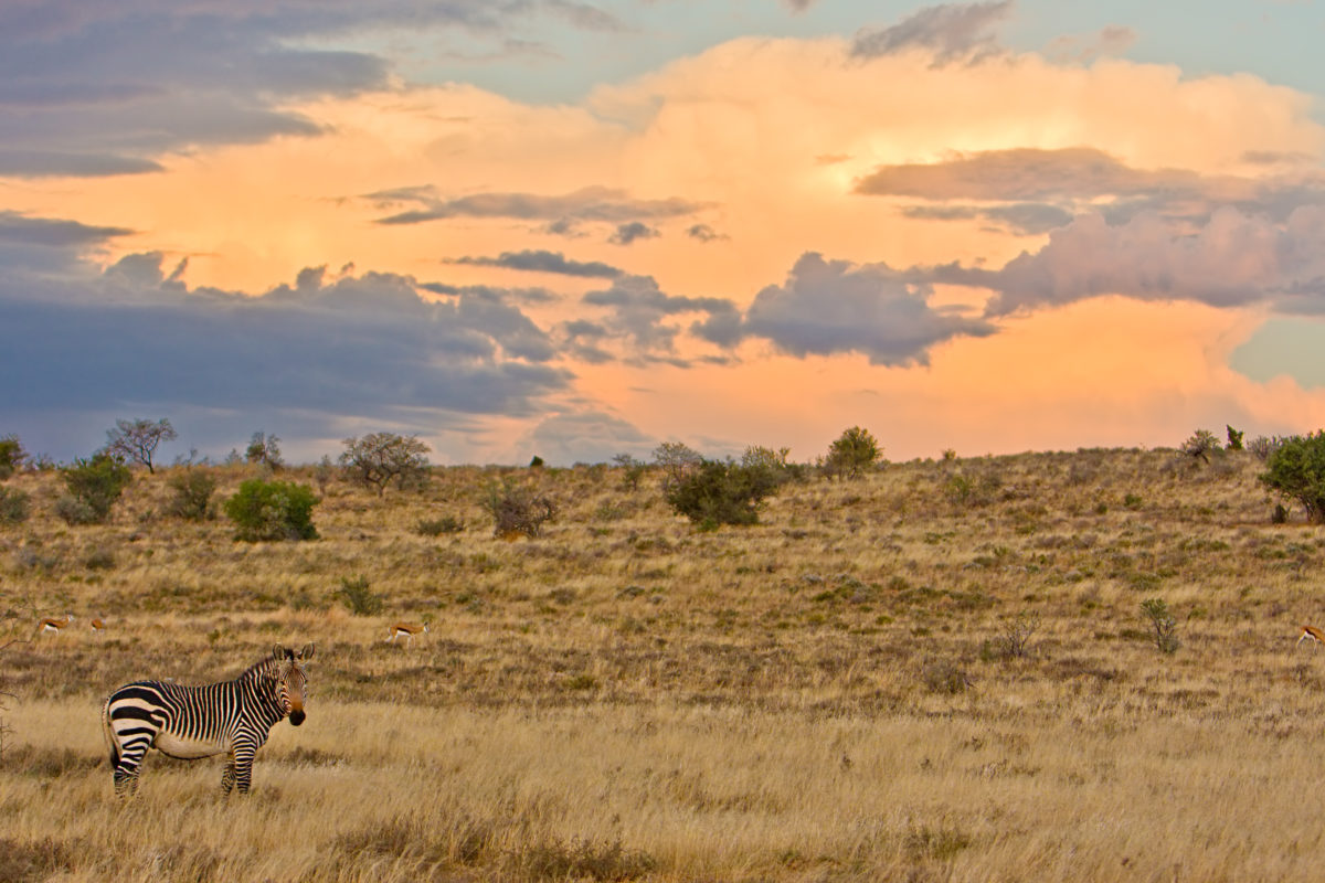 JRS Biodiversity Foundation tweet media