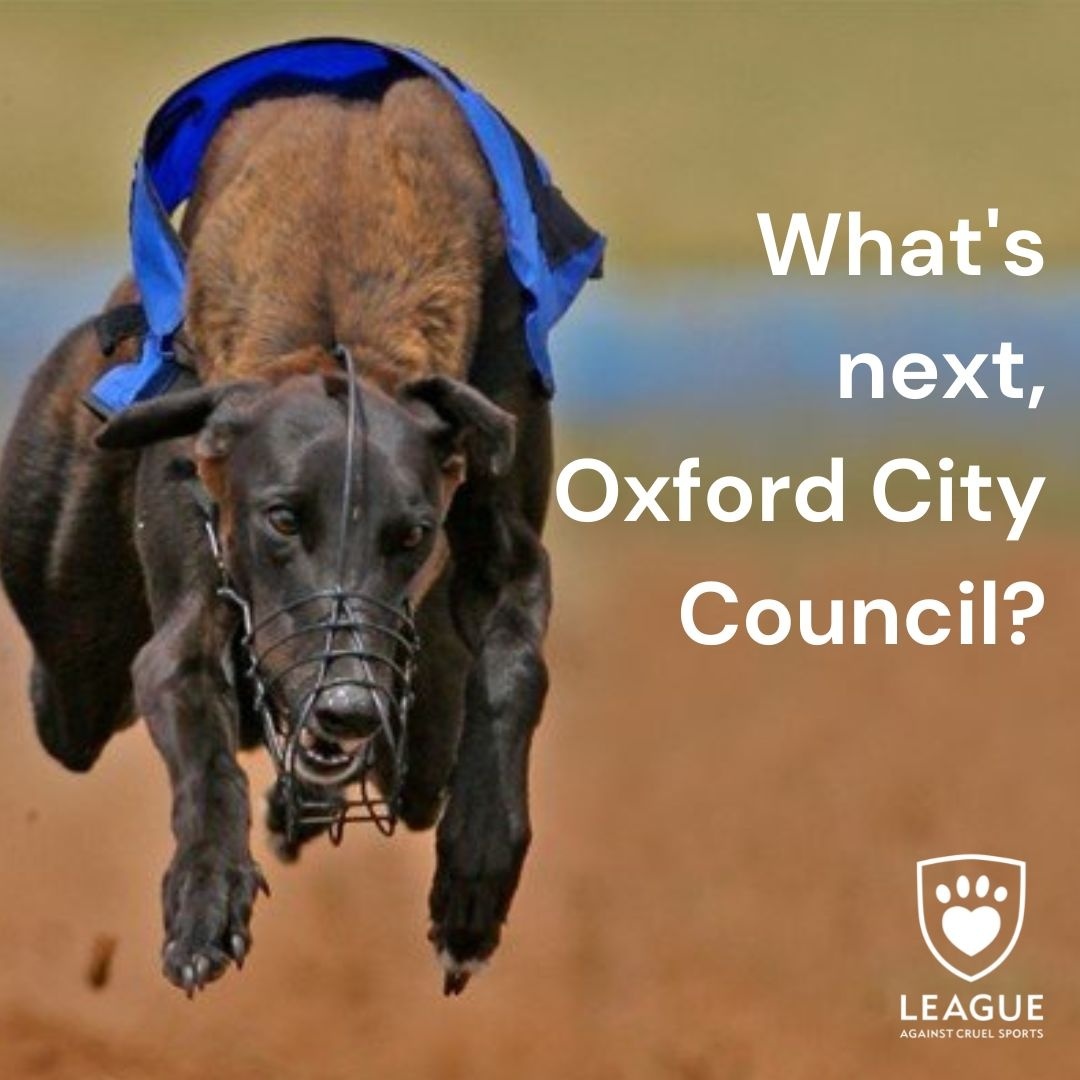 LeagueACS's tweet photo. In July, @OxfordCity said it would write to the government & ask that legislation be passed to incorporate recommendations made by @CommonsEFRA on the welfare of #RacingDogs
We requested an update & haven't had a response.
RT to ask theโ
@PETAUK @paulascachette https://t.co/IamCMEL2lQ