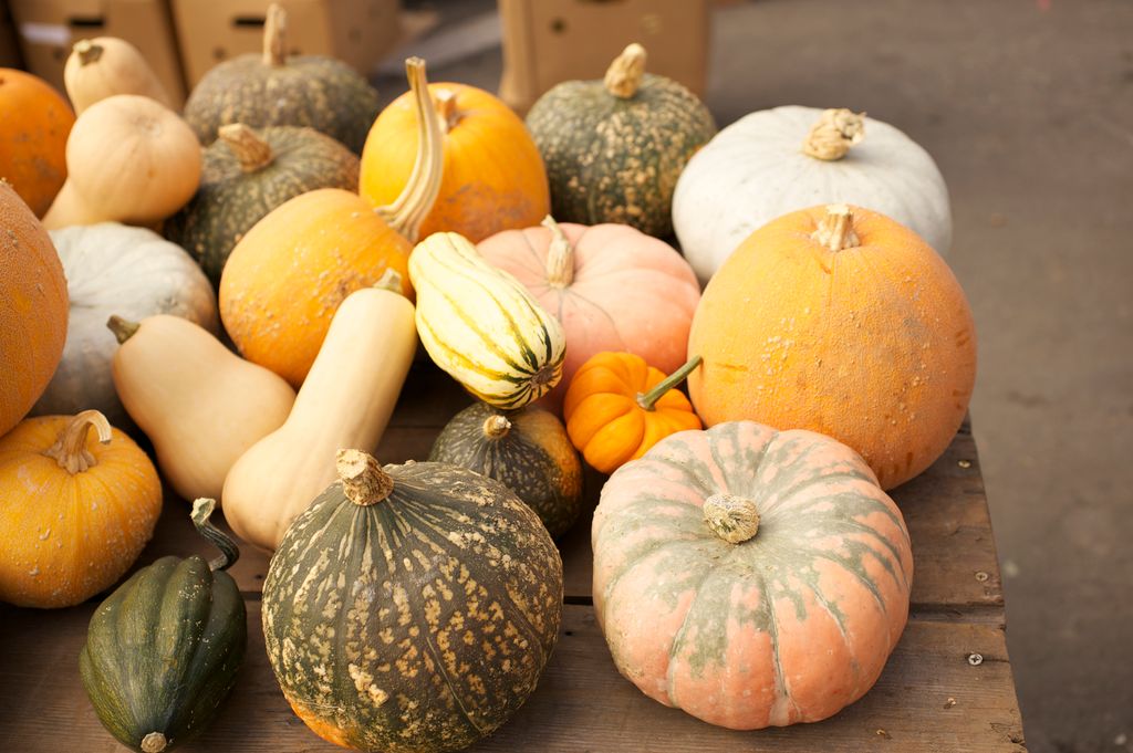 Pumpkins may make this month look orange, but we are always thinking green. Fall is root and squash season! When you buy food that is ripe during its season, it is more nutritious &amp; cuts down on the use of fossil fuels.