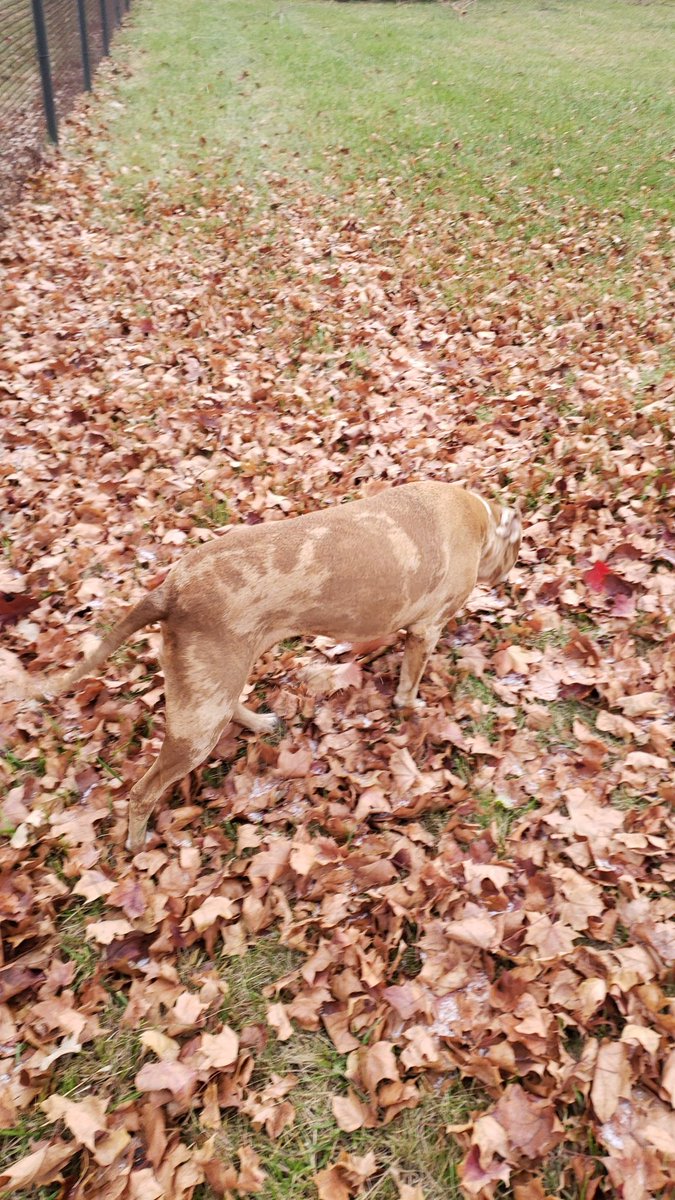 gabrielgriffin's tweet photo. My dog blends in with the leaves ๐คฃ๐๐
#amcpets #PositiveEnergy https://t.co/o9dxuwz8SY