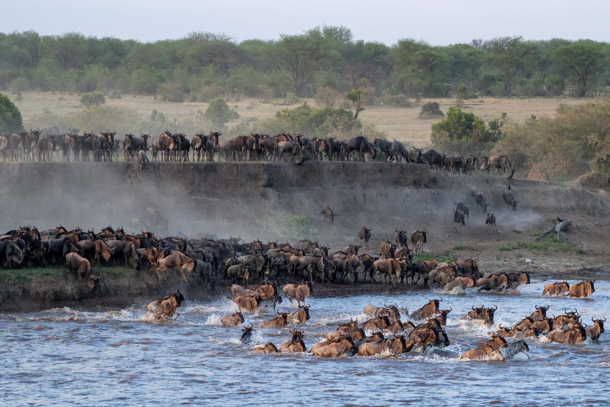 BeshAdventures's tweet photo. Are you ready for the most luxurious safari in Africa?
Besh African Adventures has partnered with Elewana Collection to bring you a greatly discounted rate for an amazing , luxurious, and adventurous 8 days safari circuit that fits everyone.#Marthakarua https://t.co/WtRIZBqpMq