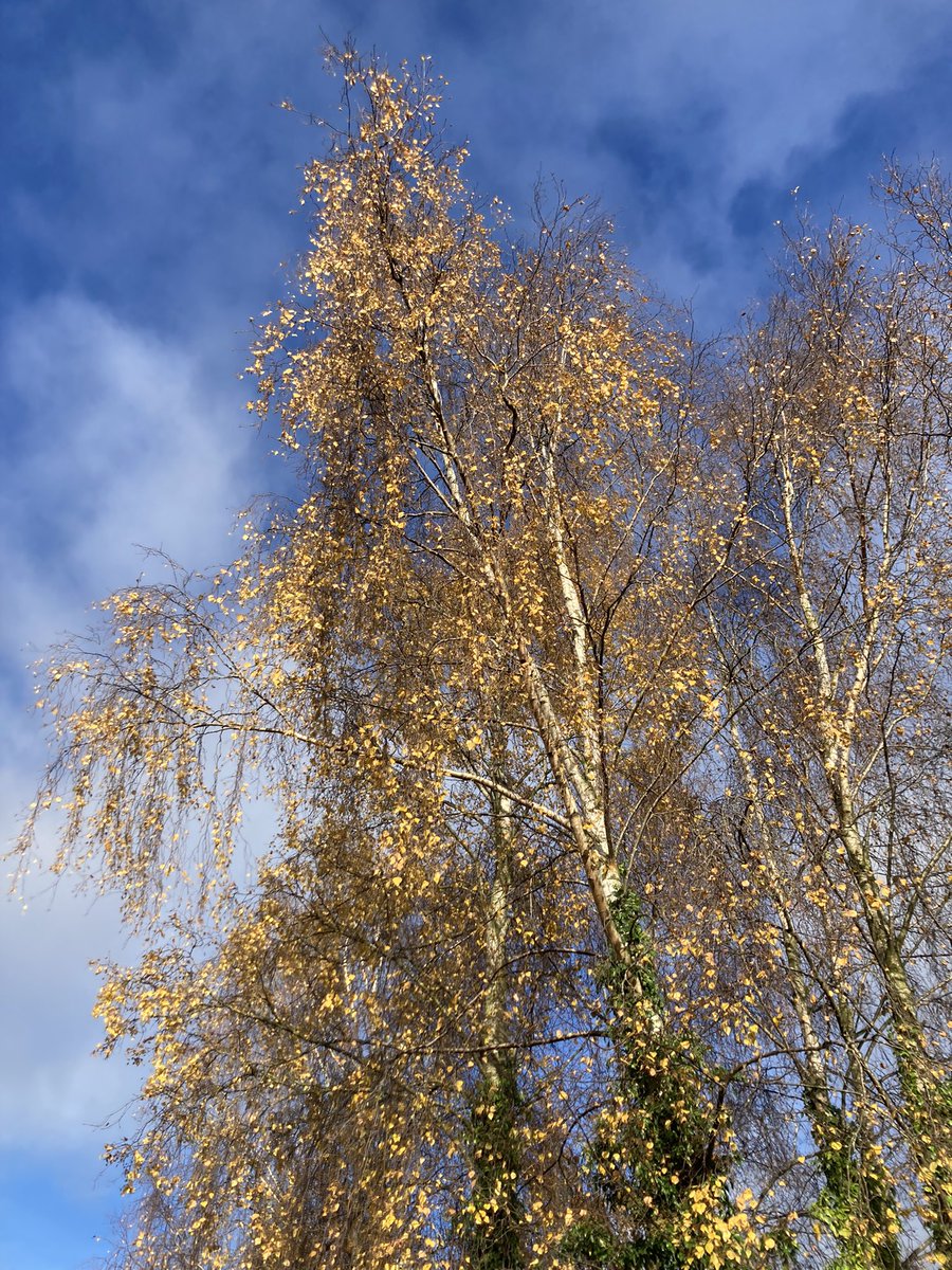 RuralGurn's tweet photo. Chatting to a resident, discussing the beauty of some birch trees, he said he had heard birch trees in autumn referred to as ‘cornflake trees’. 
Looking at the colour and form of the leaves on the trees and on the ground, I feel this is a very apt name, and it is giving me joy! https://t.co/fFSRzASFVY