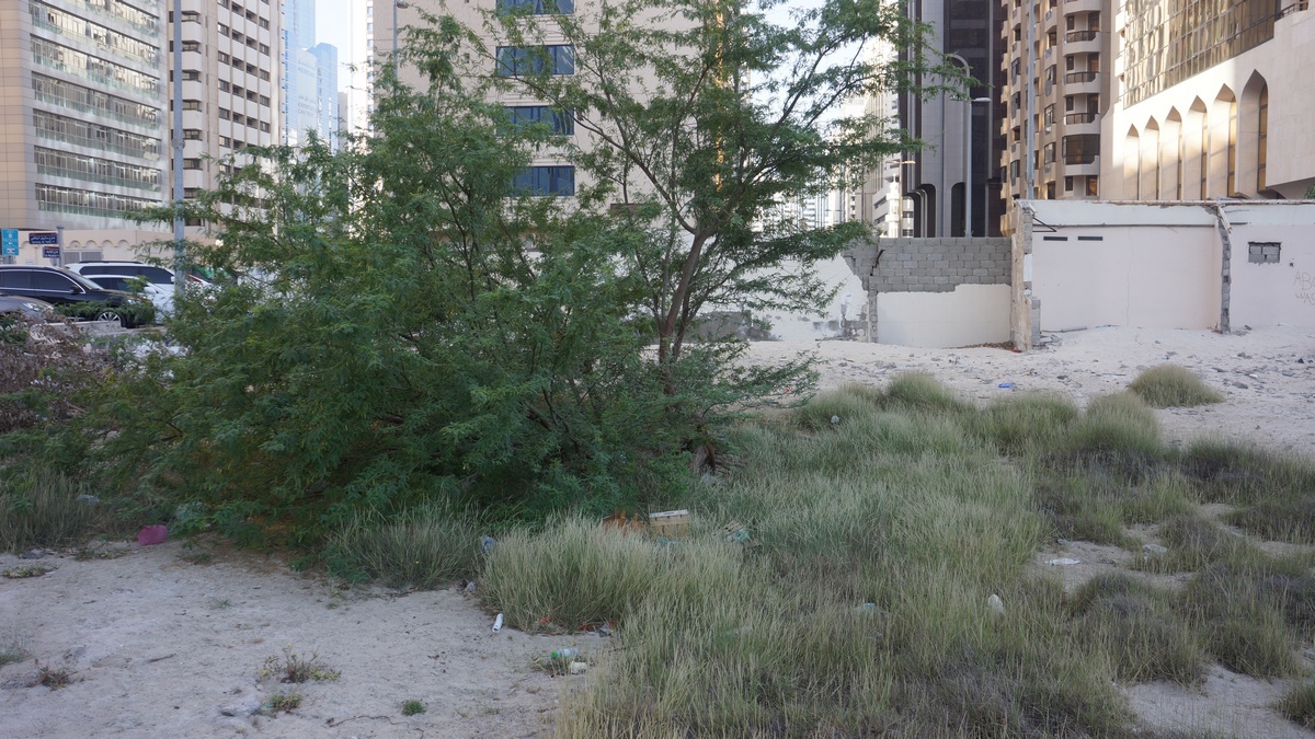 Exploring spontaneous brownfield regeneration in Abu Dhabi. I've been observing how non-native species are pioneering a novel ecosystem. #bownfield #spontaniousregeneration #abudhabi #novelecosystems #ecosystemchange #climatechange #adaptiveplants youtu.be/D_Mrkf4K_XY