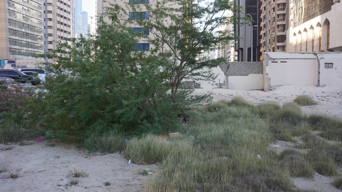 MLaurenceDesign's tweet image. Exploring spontaneous brownfield regeneration in Abu Dhabi.  I&apos;ve been observing how non-native species are pioneering a novel ecosystem.

#bownfield #spontaniousregeneration #abudhabi #novelecosystems #ecosystemchange #climatechange #adaptiveplants 

youtu.be/D_Mrkf4K_XY