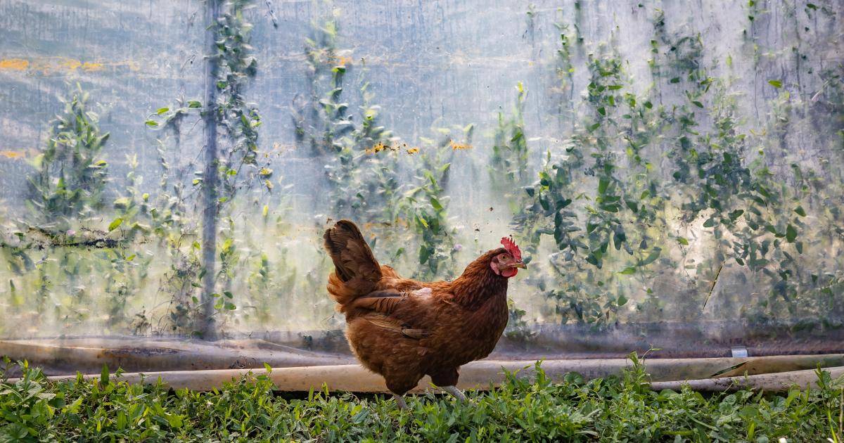 Behovet av förändring i världens djurfabriker började synas på COP27 dlvr.it/SczxXF