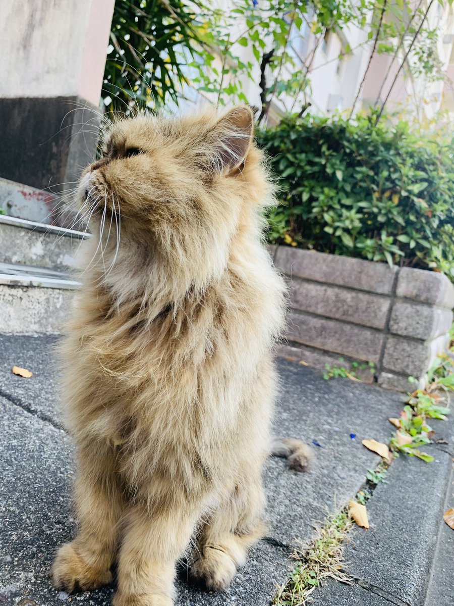 35wr's tweet photo. 今日の団地猫。 https://t.co/TYW5Ht3ZBt