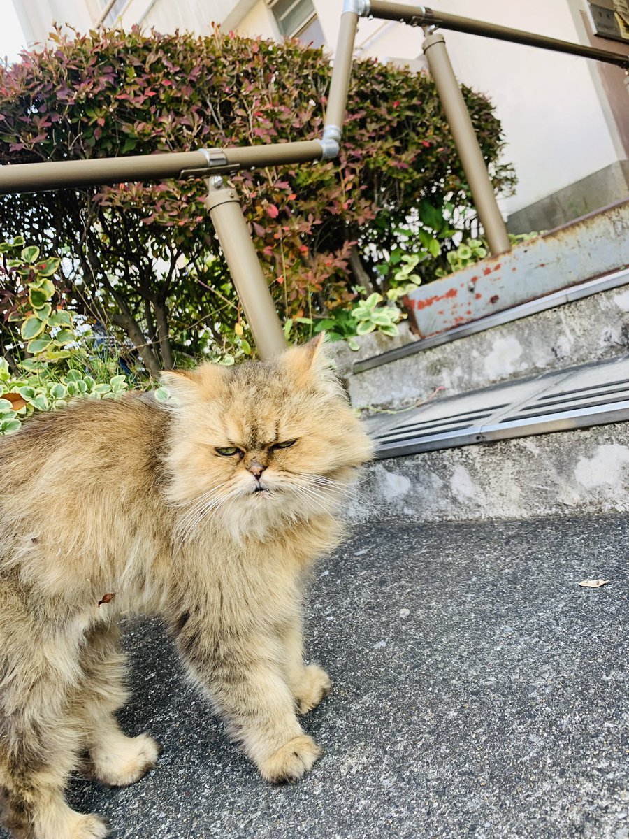 35wr's tweet photo. 今日の団地猫。 https://t.co/TYW5Ht3ZBt