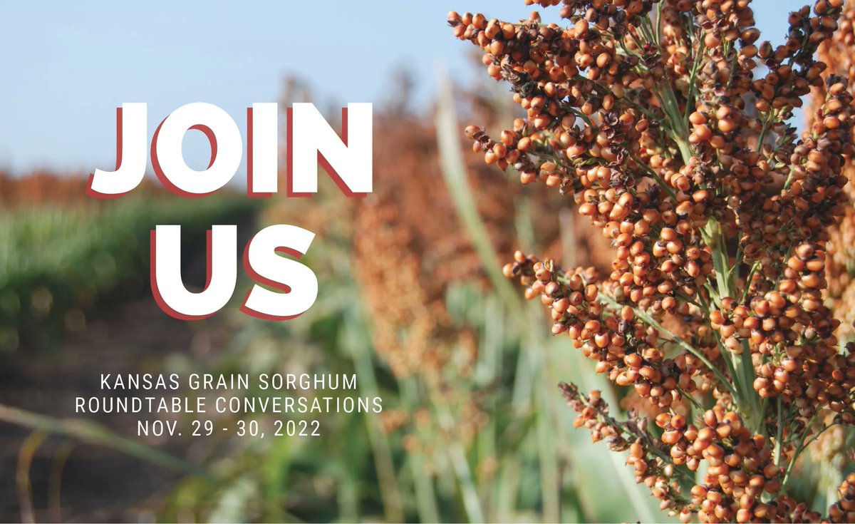 Kansas Grain Sorghum Producers roundtable meetings coming to a town near you!  Meals will be complimentary, but don't forget to RSVP! buff.ly/3gkeOe3  
Nov. 29 -30
Ness City, Scott City, Colby, Hill City, and Wichita