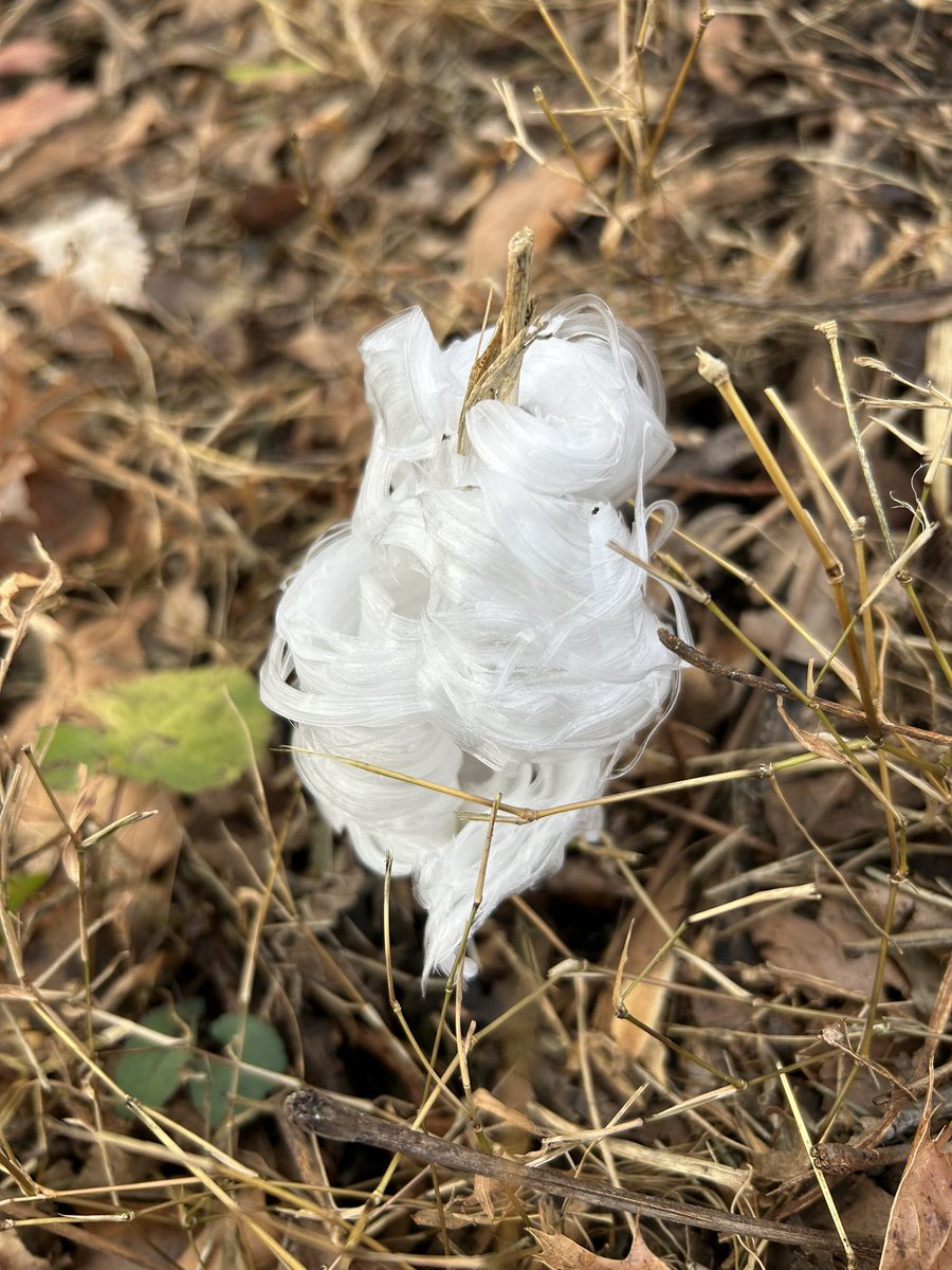 Mammoth Cave NP tweet media