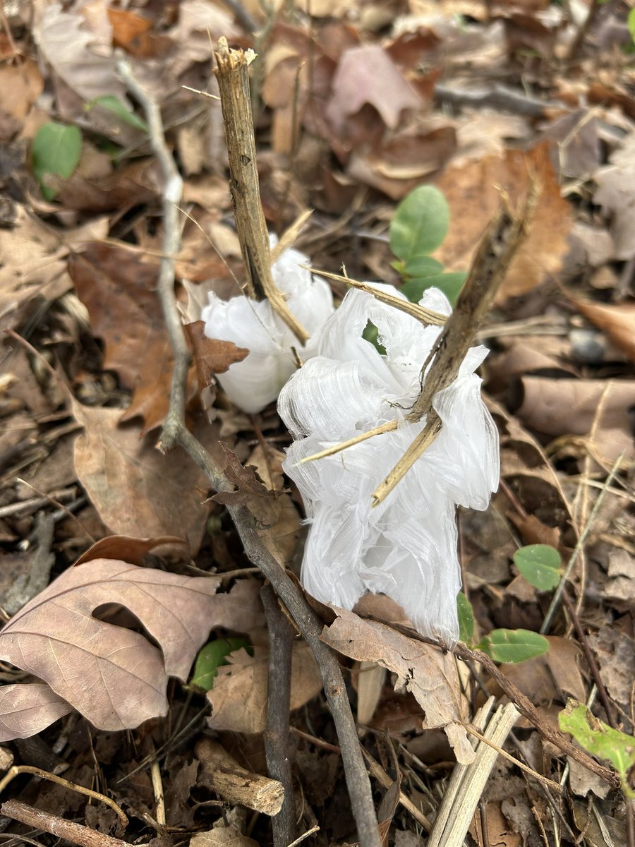 Mammoth Cave NP tweet media