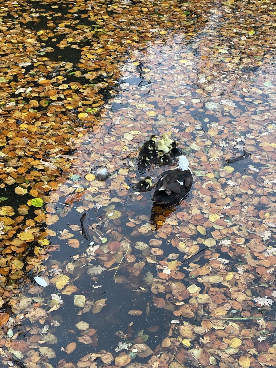 janpadberg's tweet photo. Jonge eendjes in de sloot op 19 november. Zorgelijk! https://t.co/SrWvhjfXZN