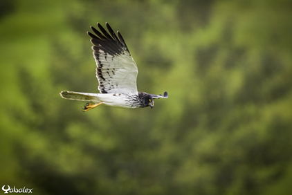 Outremers360 tweet media