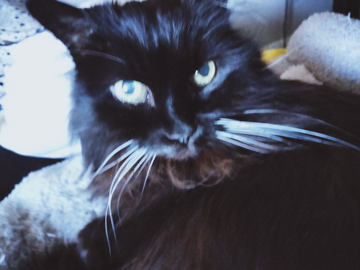 PretzelLoaf's tweet photo. Thank you all for the support you've given us over the last few months, we really appreciate it 🙏💕
Right now Darcy's at the vet to have her belly shaved, because she has a few mats!
Expect pictures of her wearing a cat sweater soon! https://t.co/GyG4FDpaT0