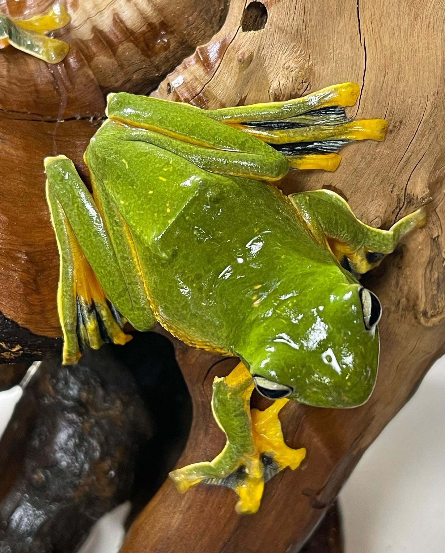 るぅ Ruufrog Twitter