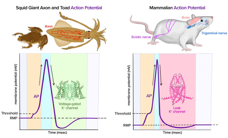 An excellent educational review on the action potential fundamentals <a href="/AdvPhysiolEduc/">Advances in Physiology Education</a> highlighting important difference between invertebrate and mammalian AP ➡️ bit.ly/3hUBaTZ
