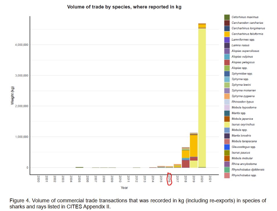 dkachelriess1's tweet photo. @katie_at_sea @CITES @Oceana_Peru @AliciaIbah @TRAFFIC_WLTrade @SharkRayFund @bonitabequita @Defenders @FAOfish @kimfriedmans But 2016 - both in official #CITES #data &amp; expectations by experts of what it should be - is a long time ago. See data from @CITES Secretariat report to #SC74 in March 2022 below. High time to revisit &amp; fully implement the delayed Decision 18.221 a)! #CITESCoP19 #CITES4Sharks https://t.co/mC0e1P8MXL