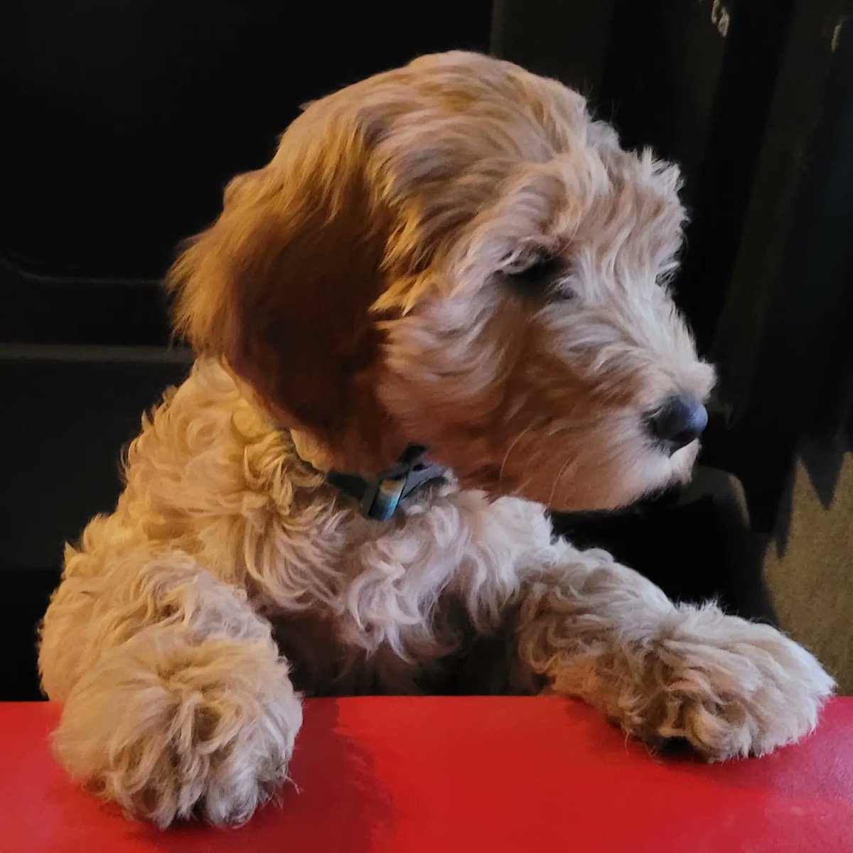 𝗗𝗼𝗴-𝗳𝗿𝗶𝗲𝗻𝗱𝗹𝘆 𝗟𝗮𝗻𝗱 𝗥𝗼𝘃𝗲𝗿 𝗛𝗶𝗿𝗲
Our heated campers are a real home from home with dog-friendly options available for your pampered pooch.
Find out more 👇
overlandcampers.co.uk/booking