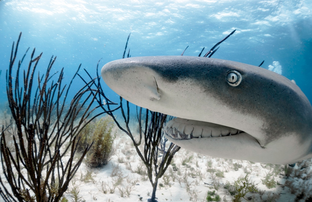 Shark Education on Twitter: "#FactFriday Lemon sharks are named for their yellow-brown coloring ...