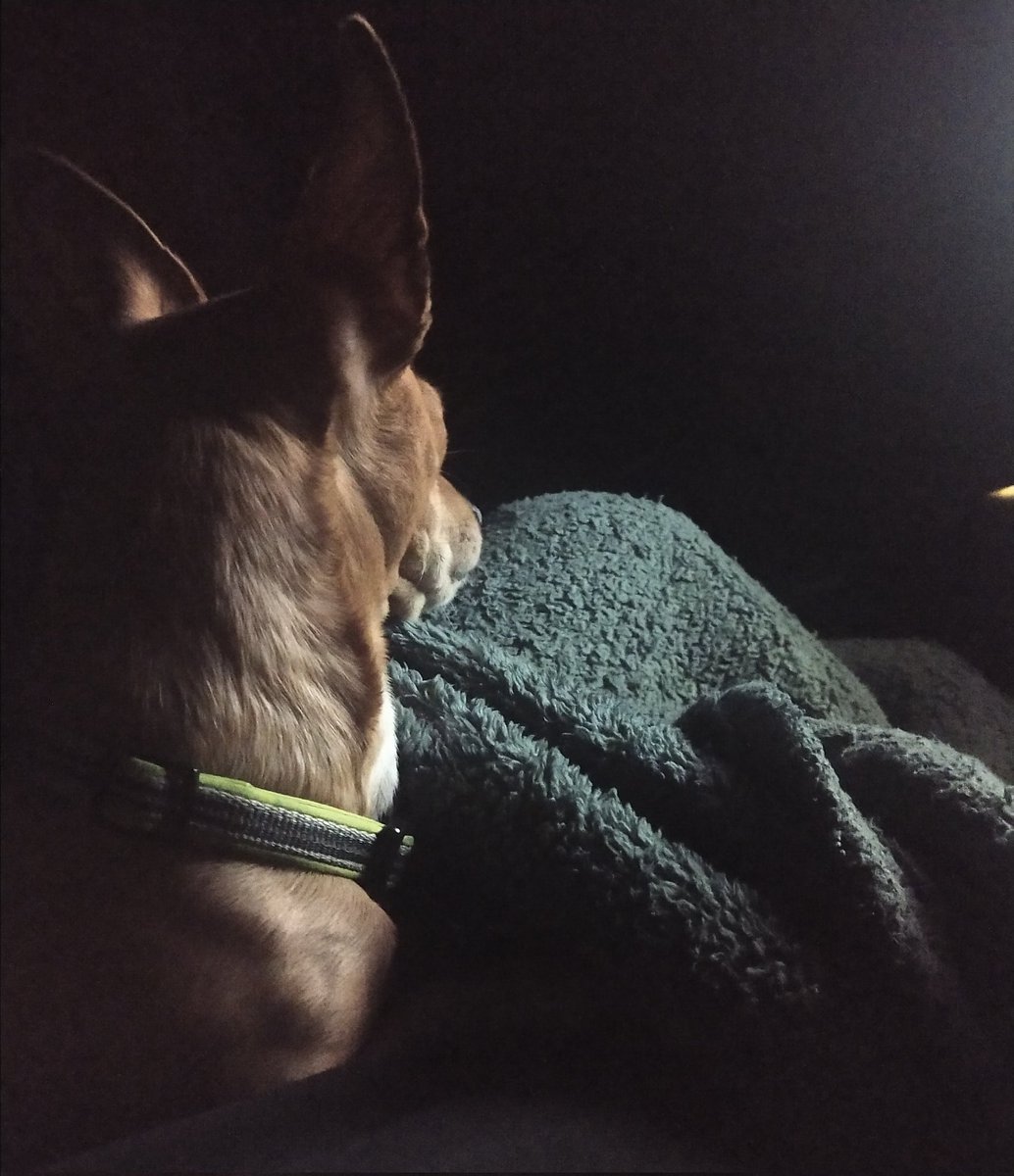 xgwynbleidd_'s tweet photo. Before twt dies, I want everyone to have my second original tweet. Behold: Fenrir. #cheweenie #dogsoftwitter #DogsOnTwitter https://t.co/glQyOzmDcg