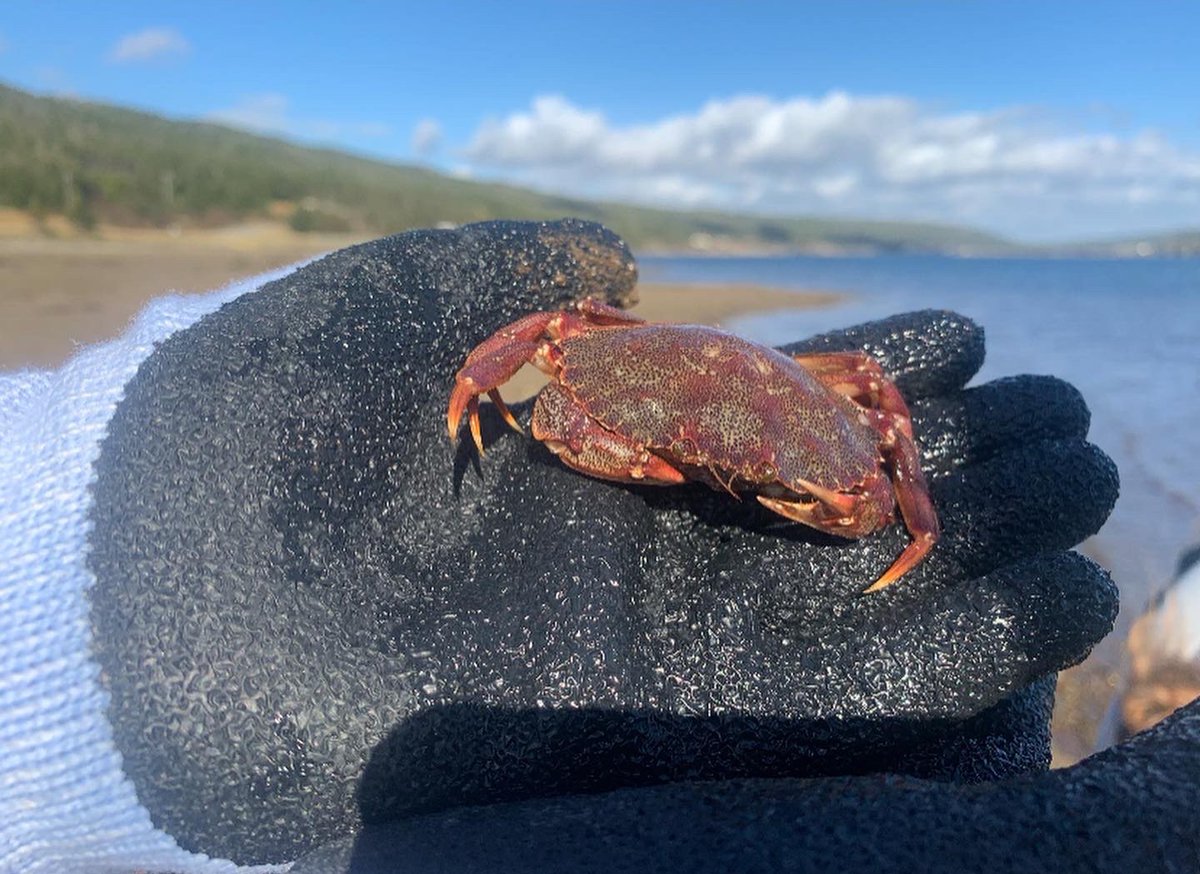 naacap's tweet photo. Some of our volunteers that helped us with our last green crab trip of the season!
For this season we removed a total of 2438 green crab! 2148 male and 300 female, with lots of native rock crab placed back into their habitat! https://t.co/kUT5TNTu7C